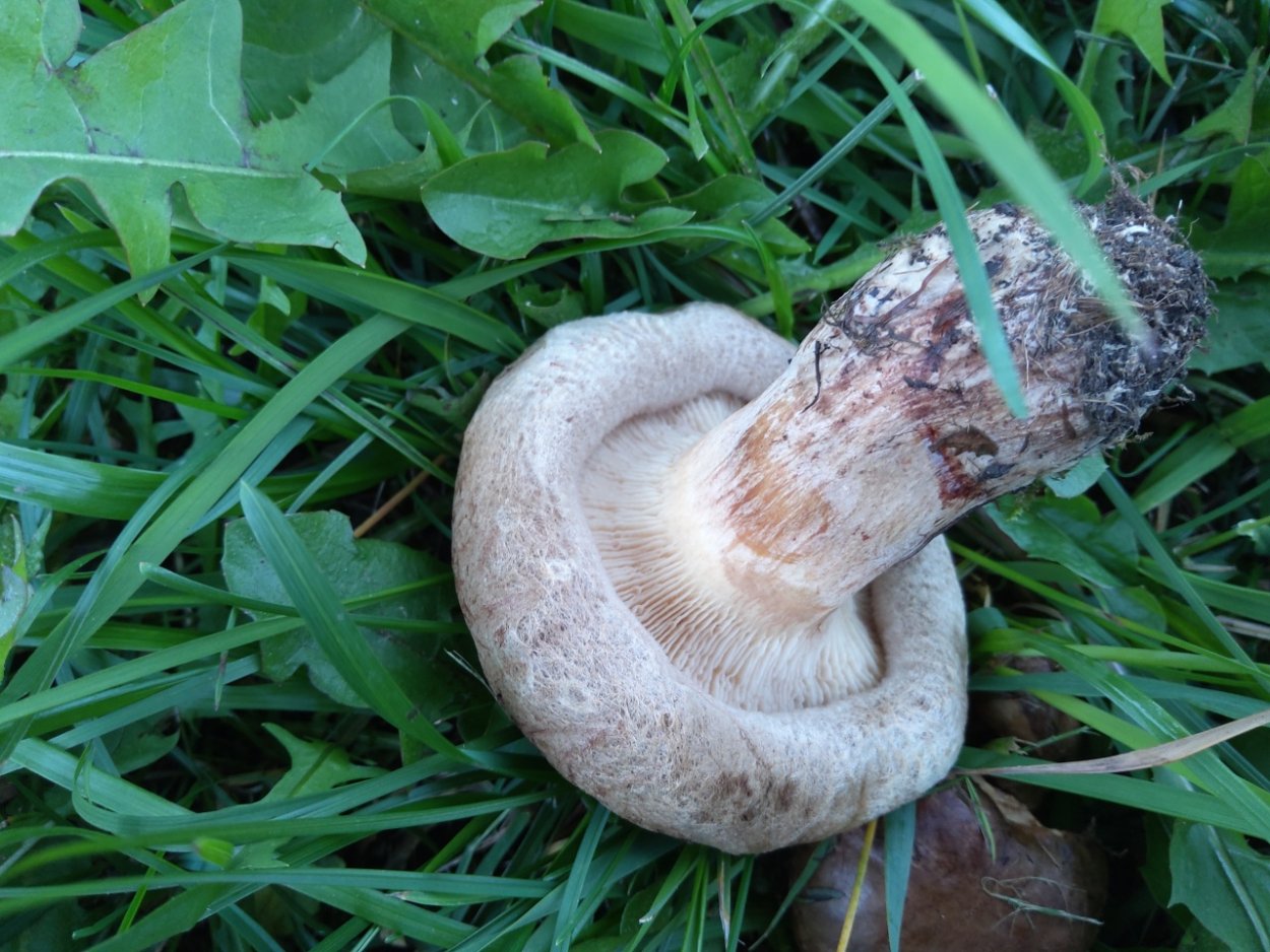 Гриб свинушка поддубник