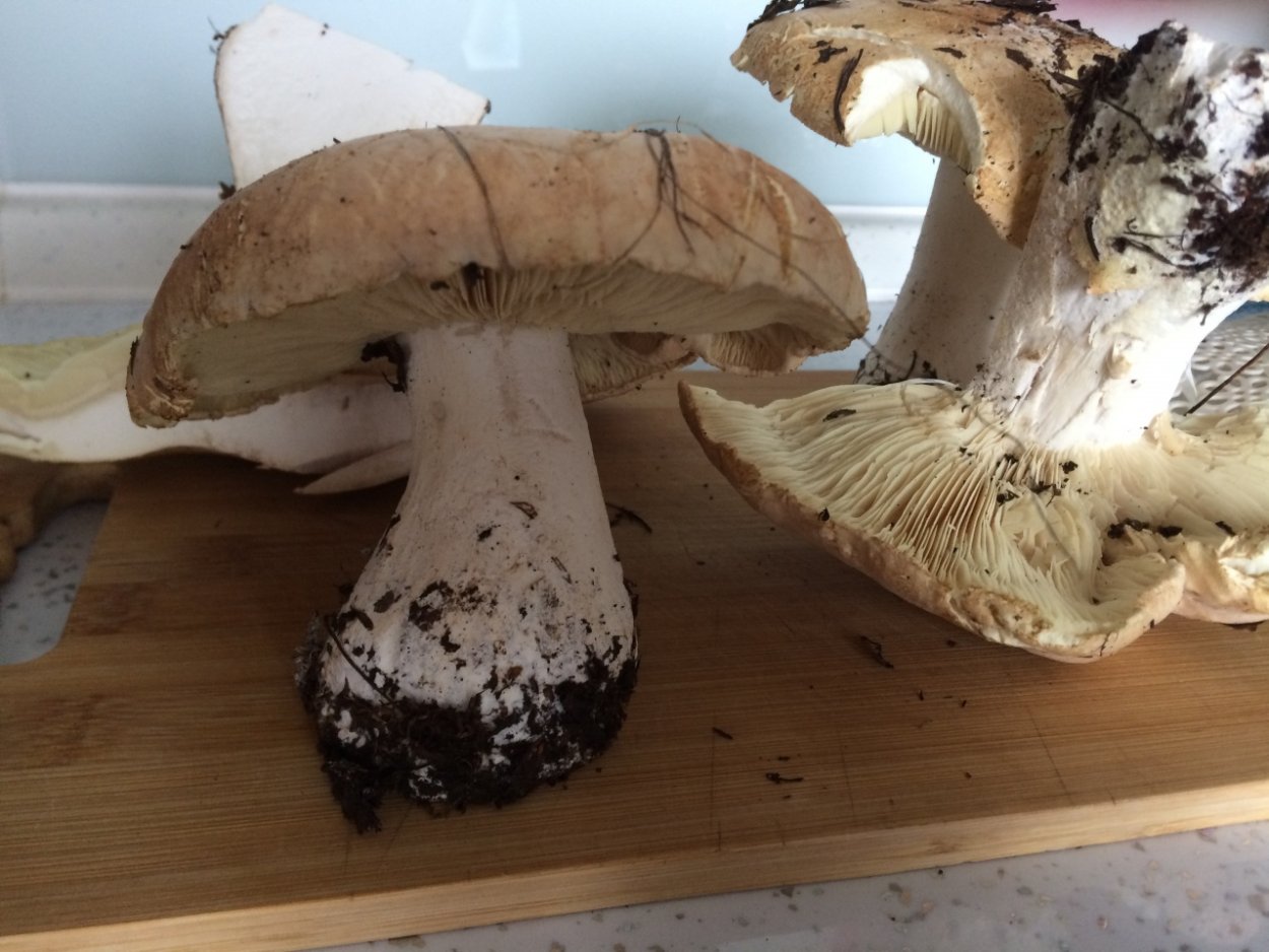 Белосвинуха трёхцветная Leucopaxillus Tricolor