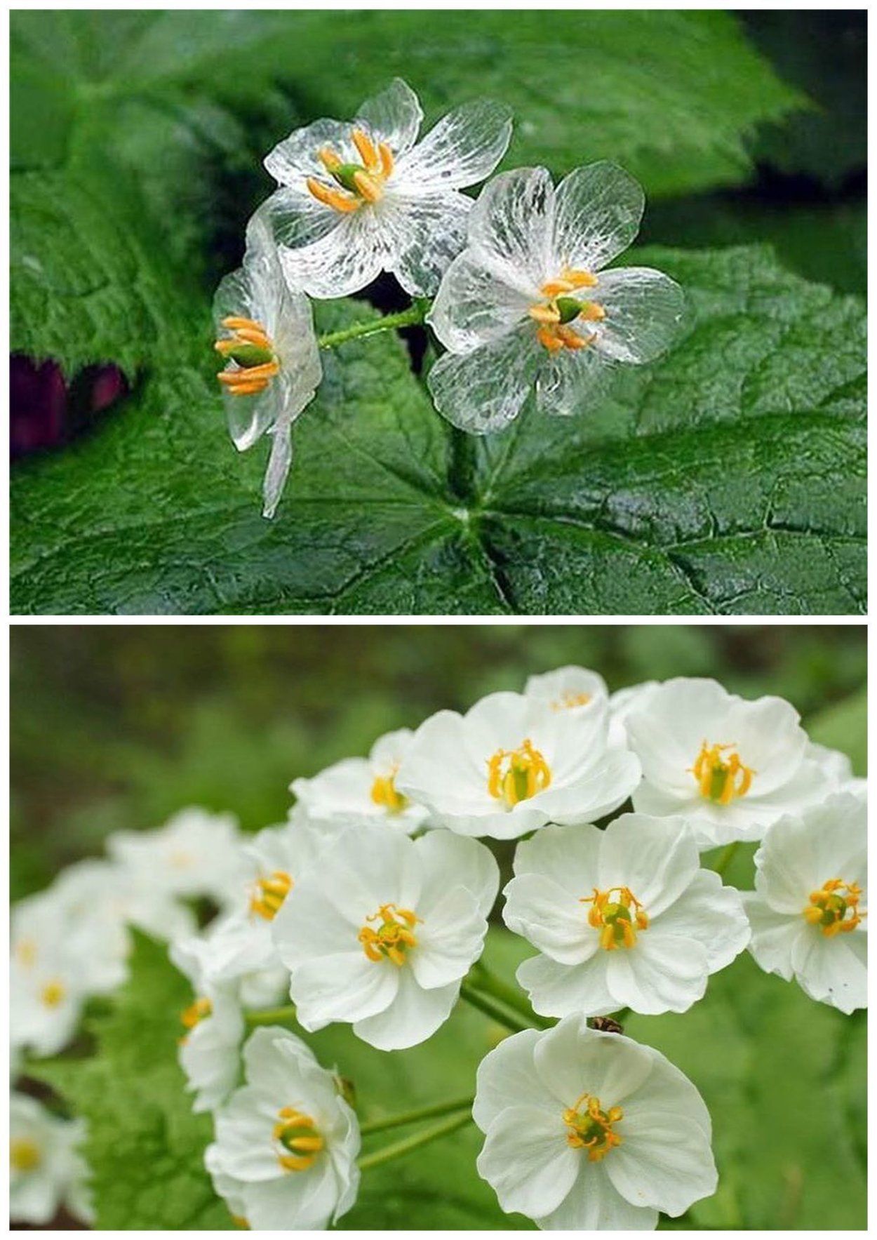 Цветок Двулистник Грея