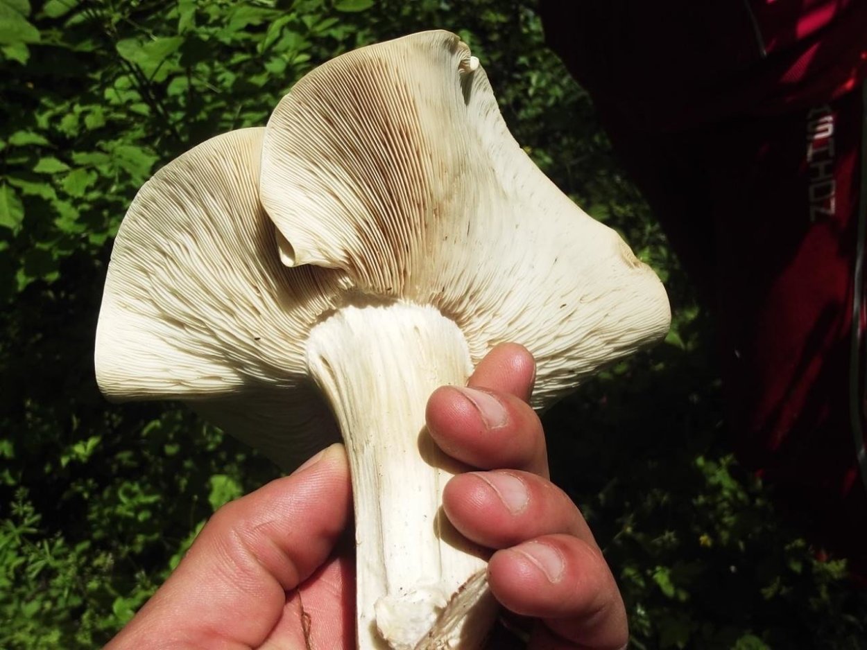 • Лейкопаксиллус лепистовидный гриб