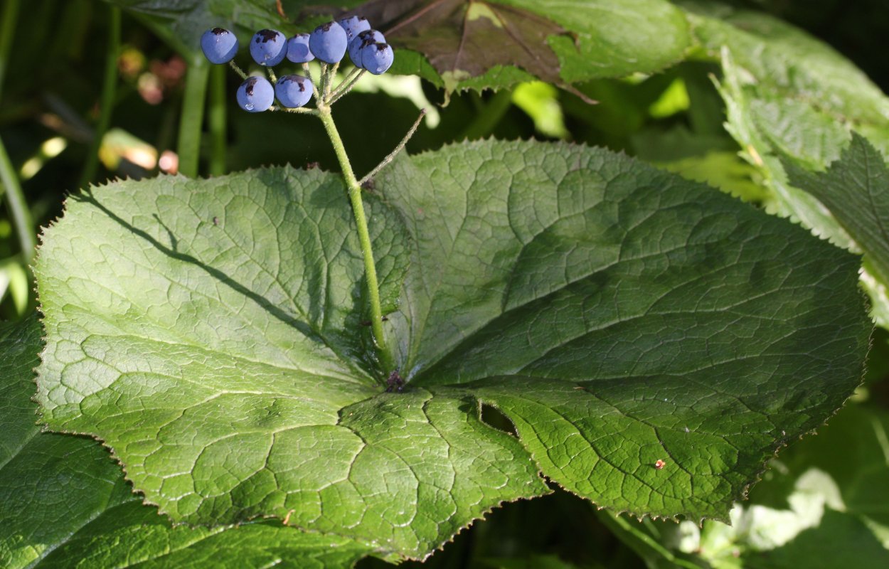 Трихозант Trichosanthes цветок