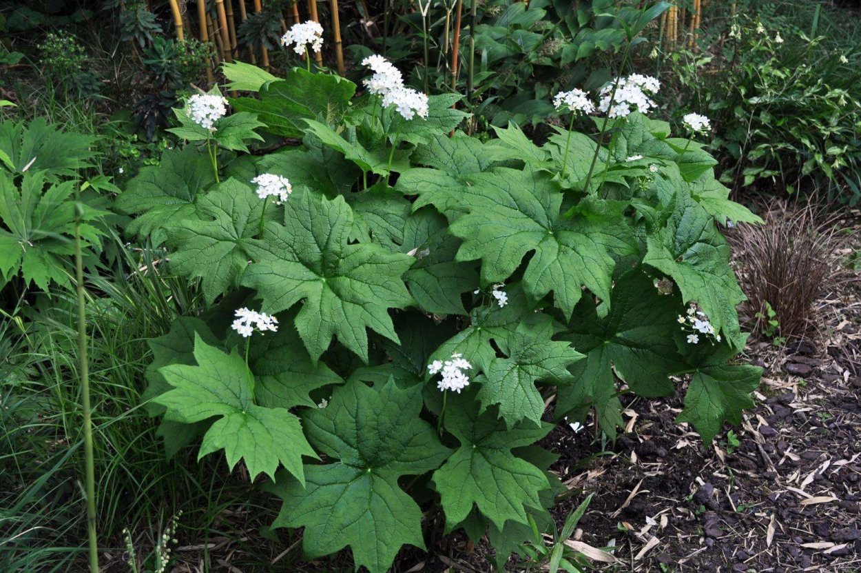 Двулистник Грея