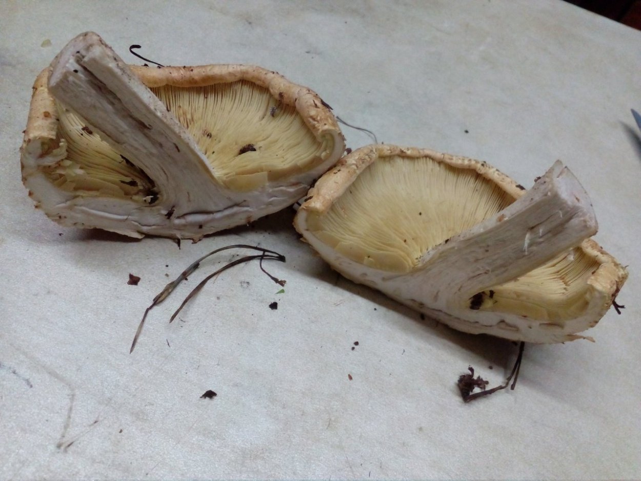 Белосвинуха гриб зеленеет при срезе