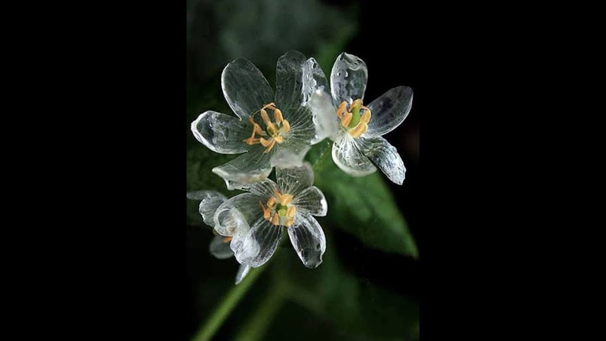 Двулистник Грея