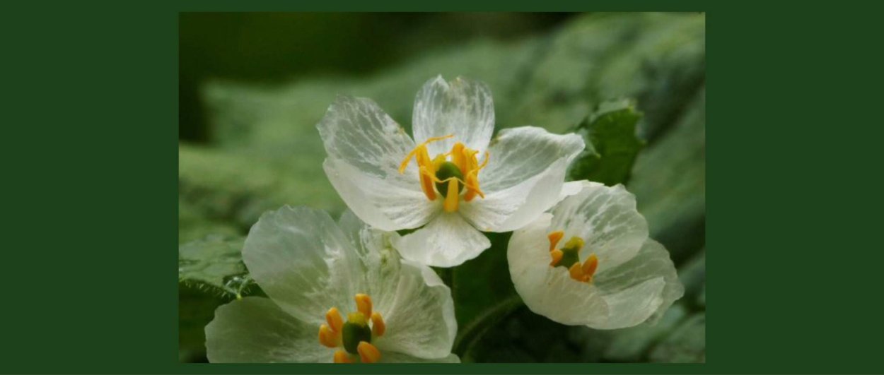 Дифиллея щитковидная