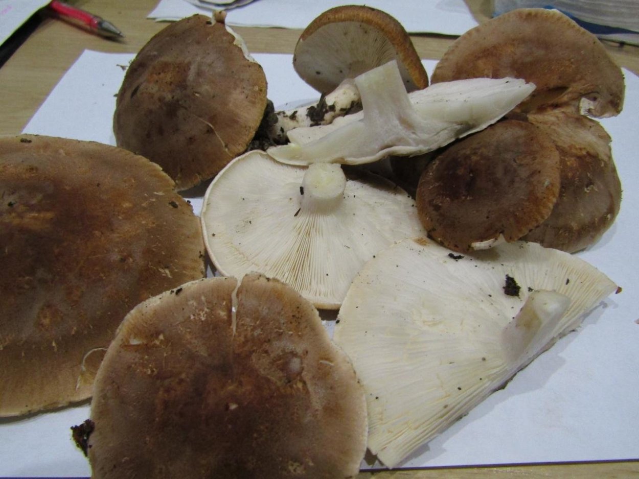 Leucopaxillus gentianeus