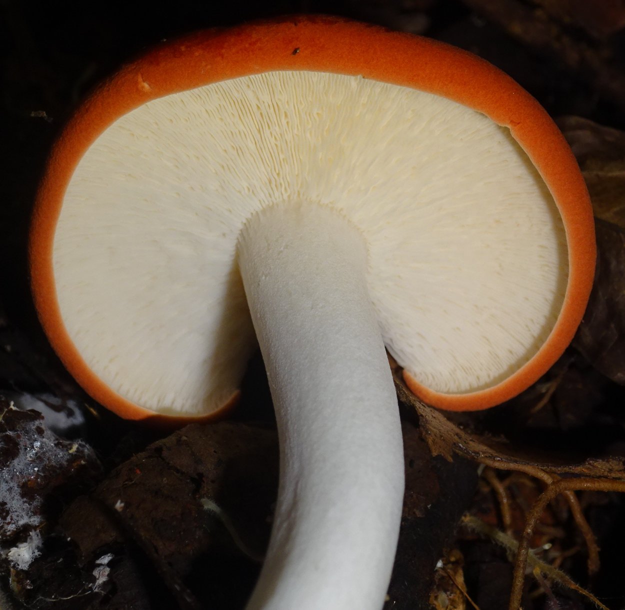 Leucopaxillus gentianeus Mydo