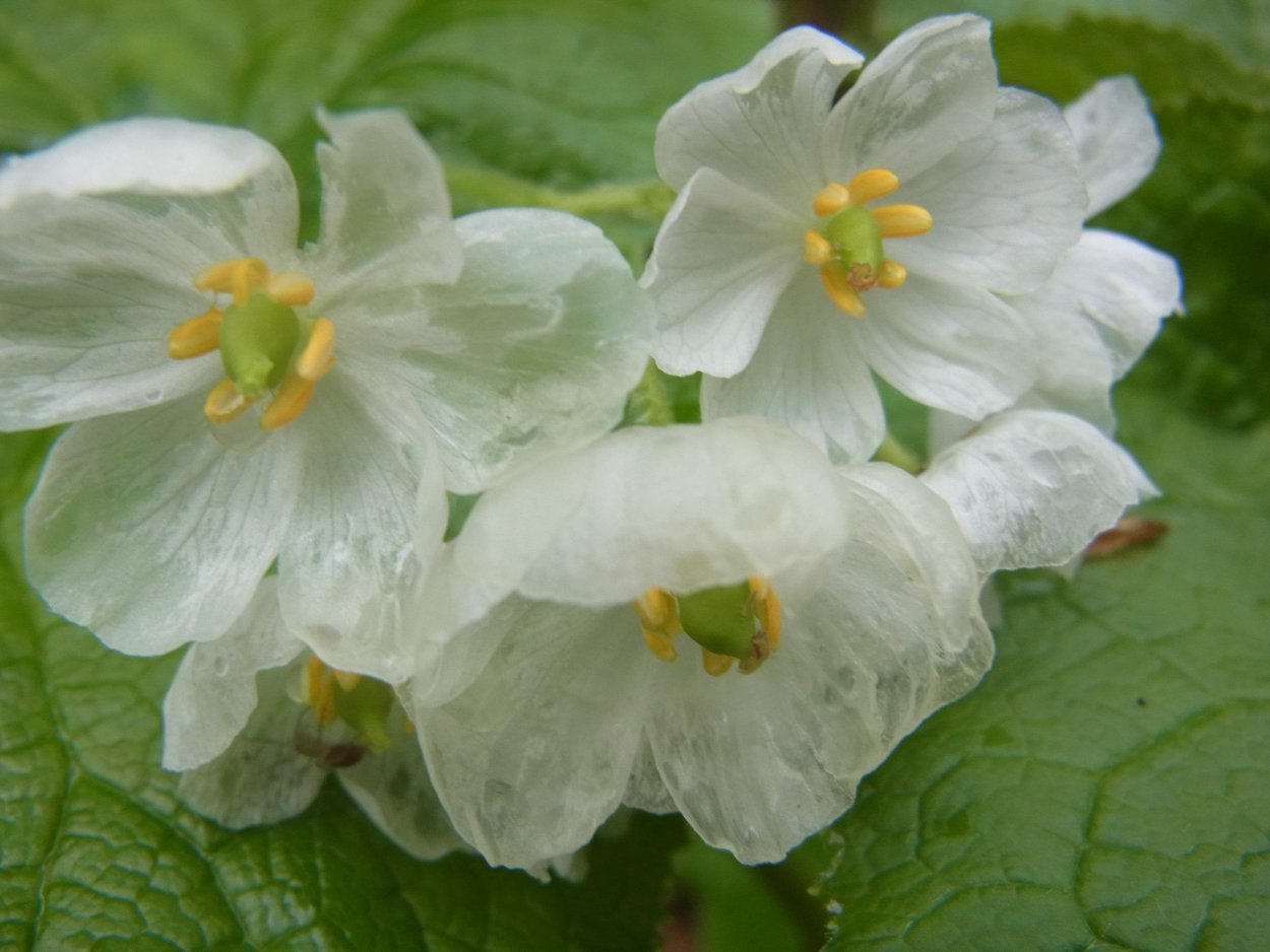Двулистник (Skeleton Flower)