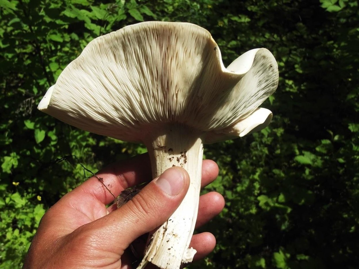 • Лейкопаксиллус лепистовидный гриб