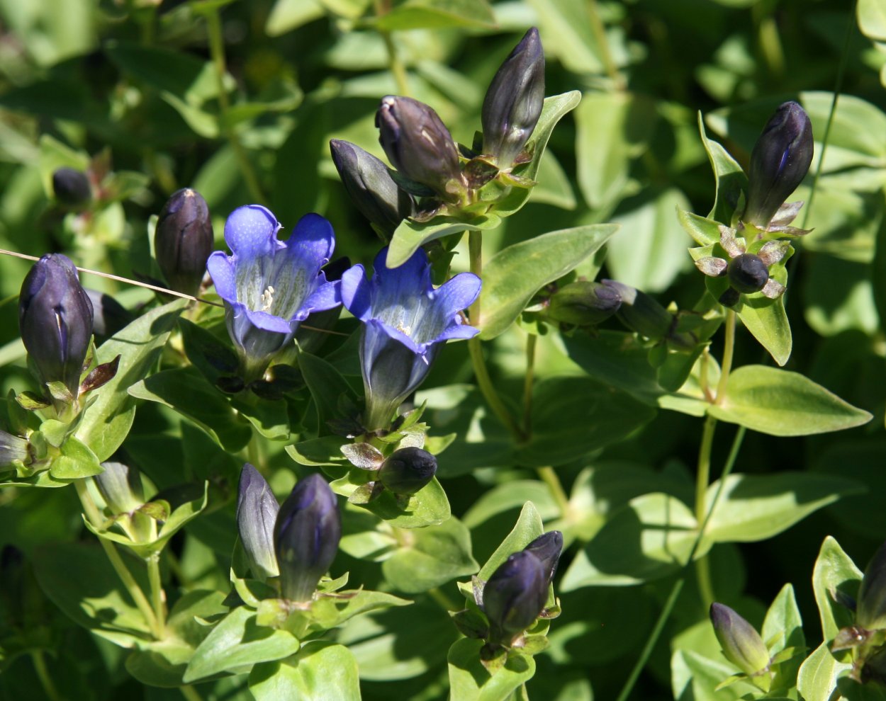 Gentiana saxosa