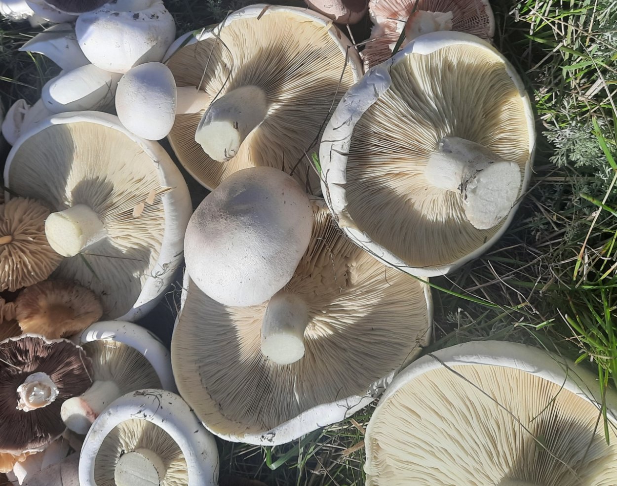 Грибные места Балаково