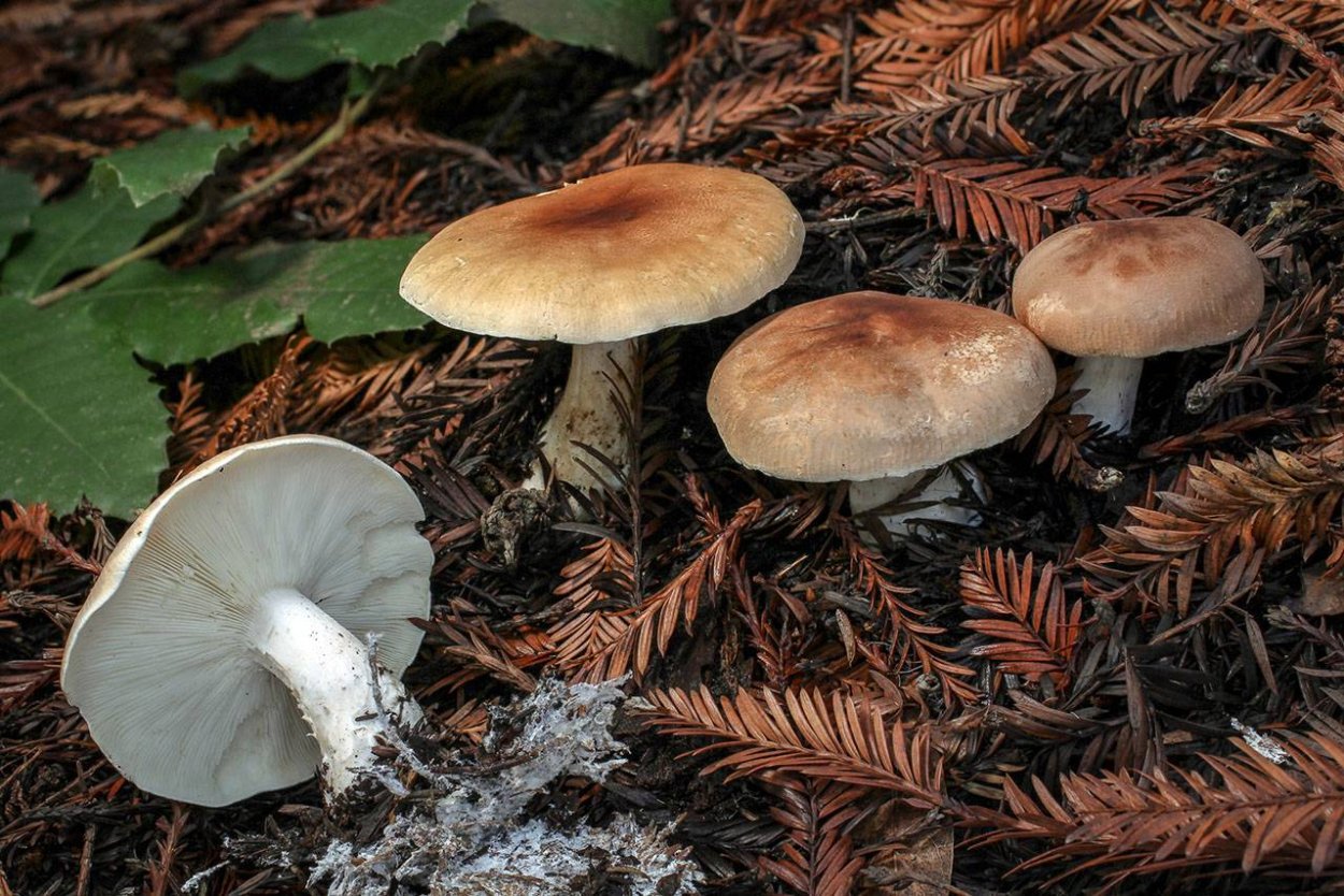 • Лейкопаксиллус лепистовидный гриб