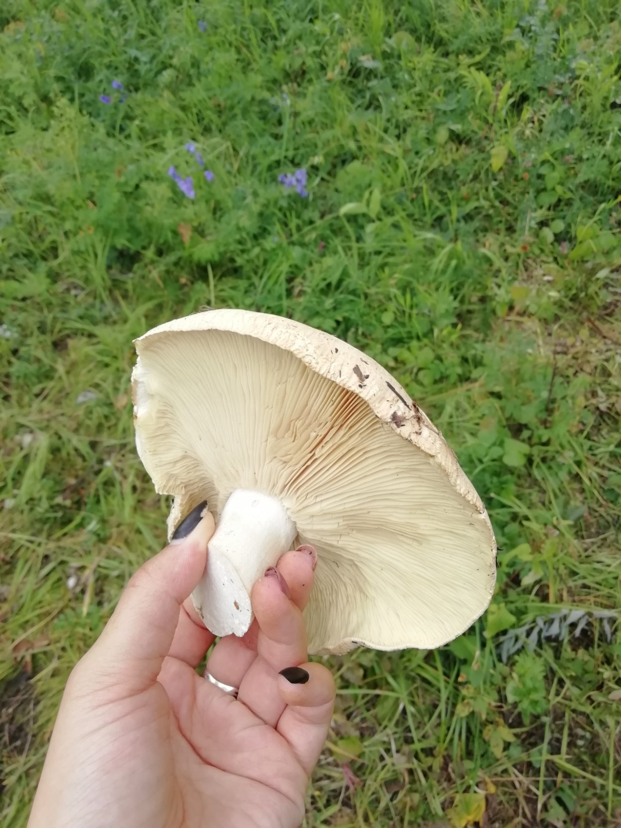 Белосвинуха трёхцветная Leucopaxillus Tricolor