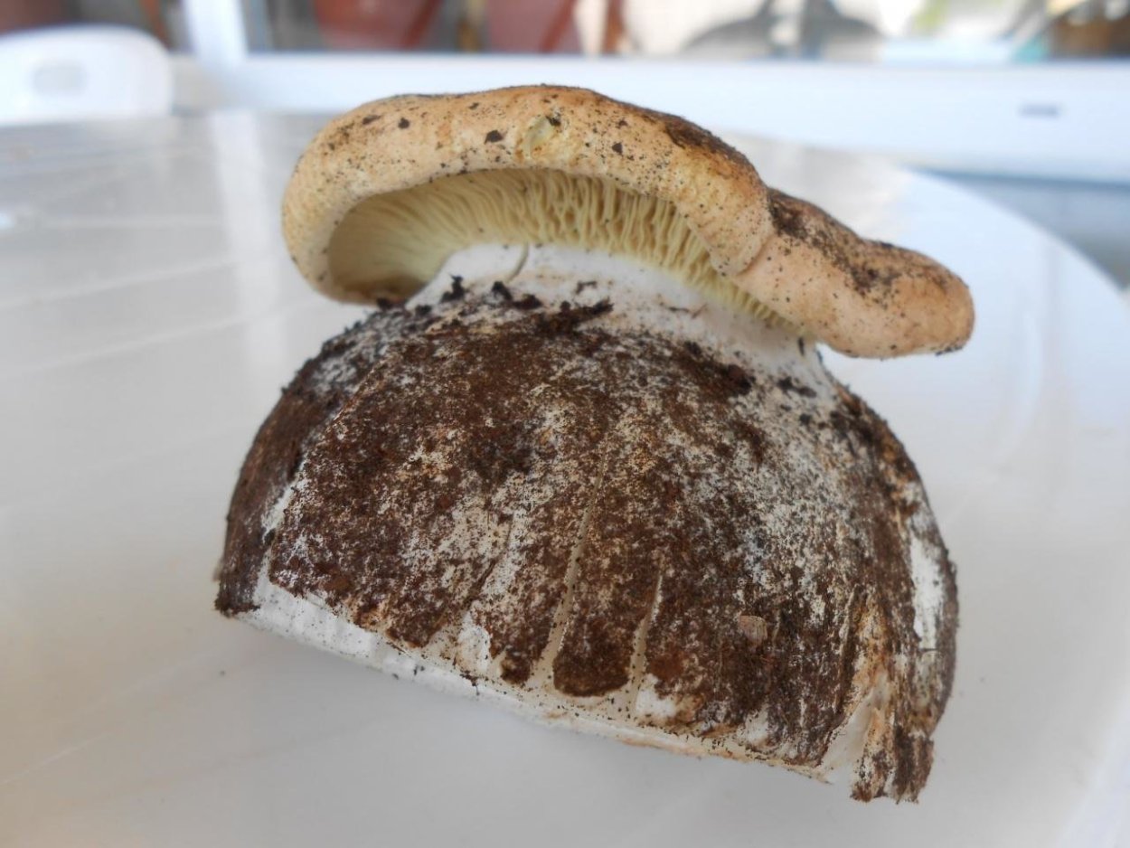 Белосвинуха гриб рядковидная