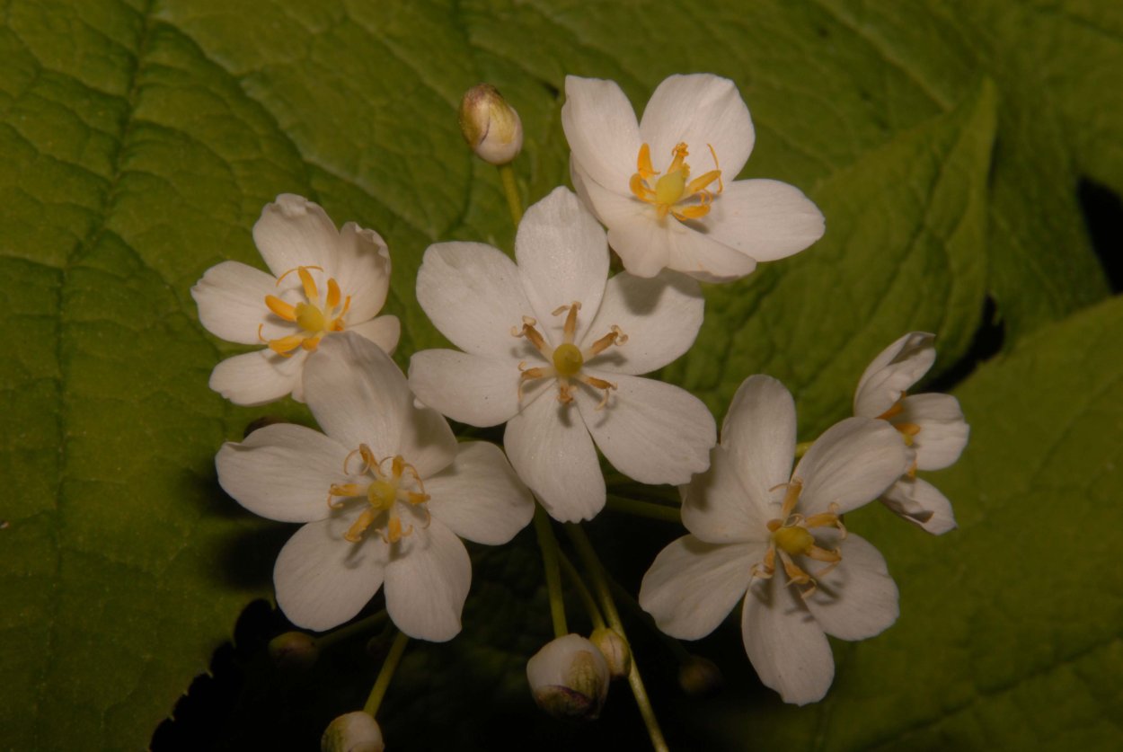 Майский Двулистник