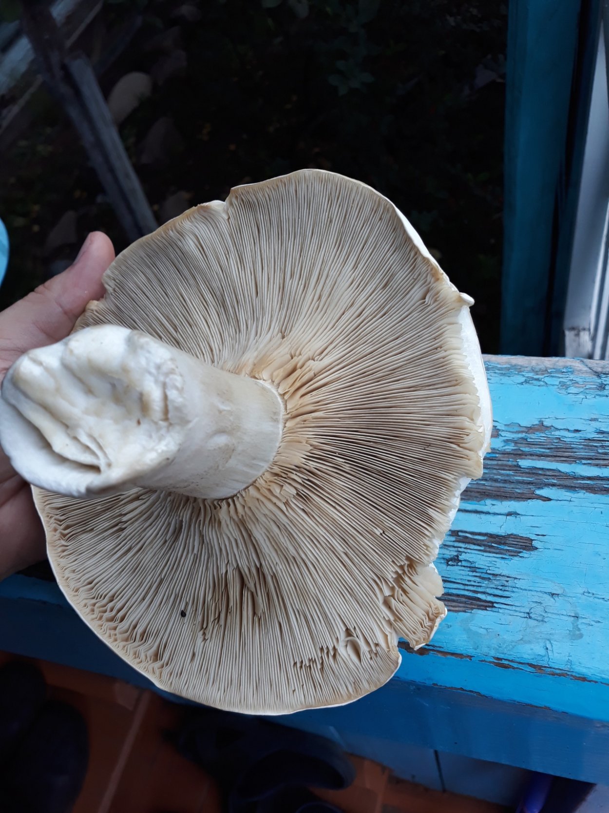 Ложносвинуха лепистовидная