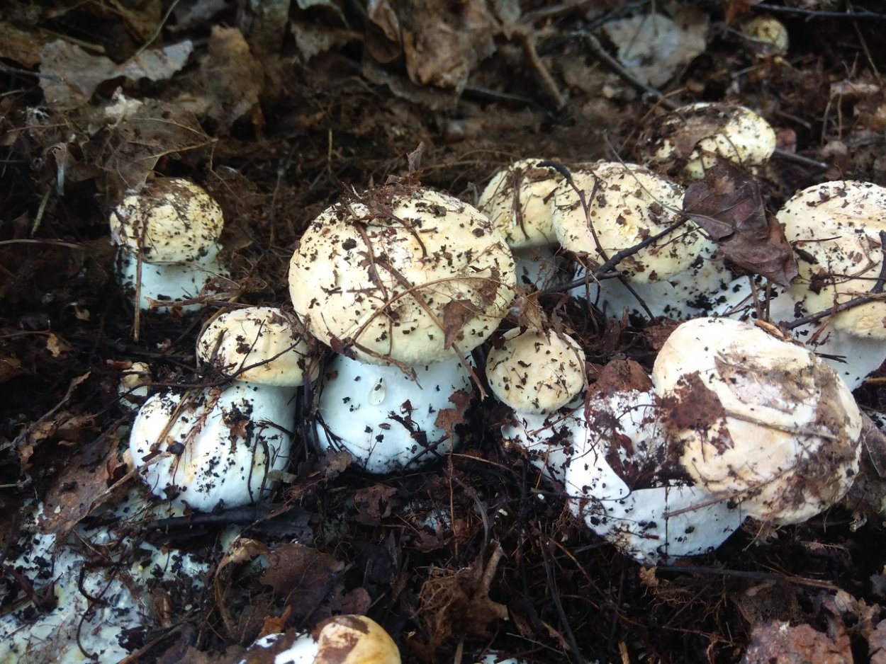 Белосвинуха гигантская гриб