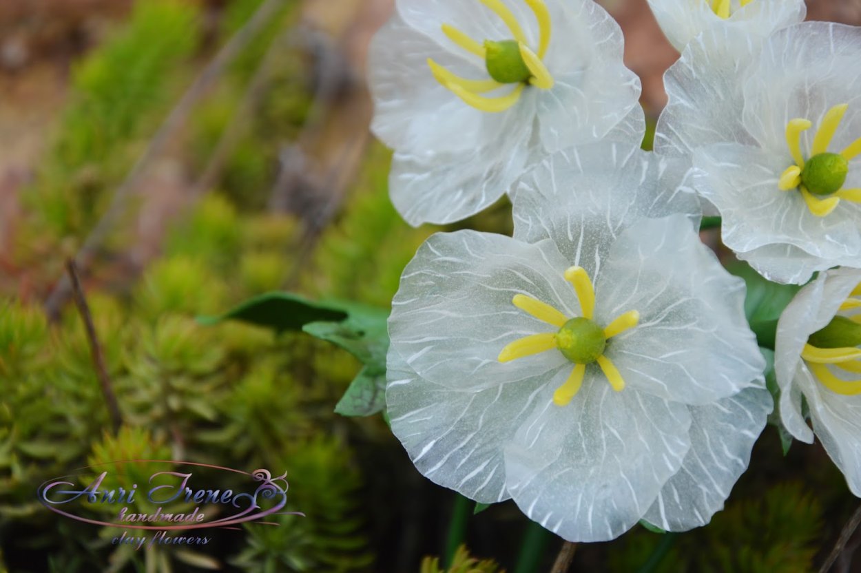 Двулистник Грея лист