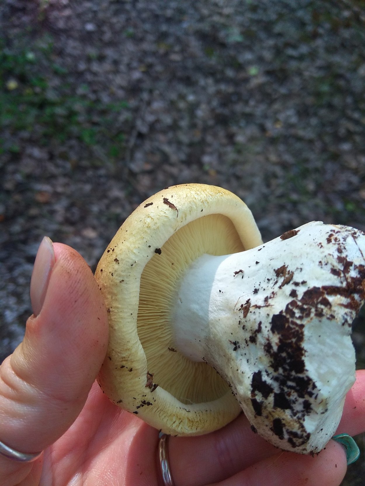 Белосвинуха лепистовидная