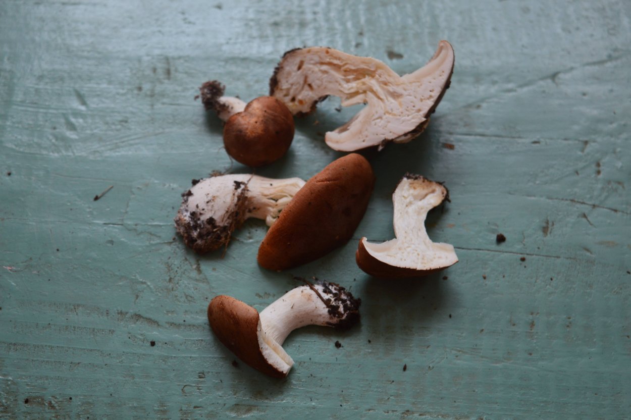 Leucopaxillus gentianeus