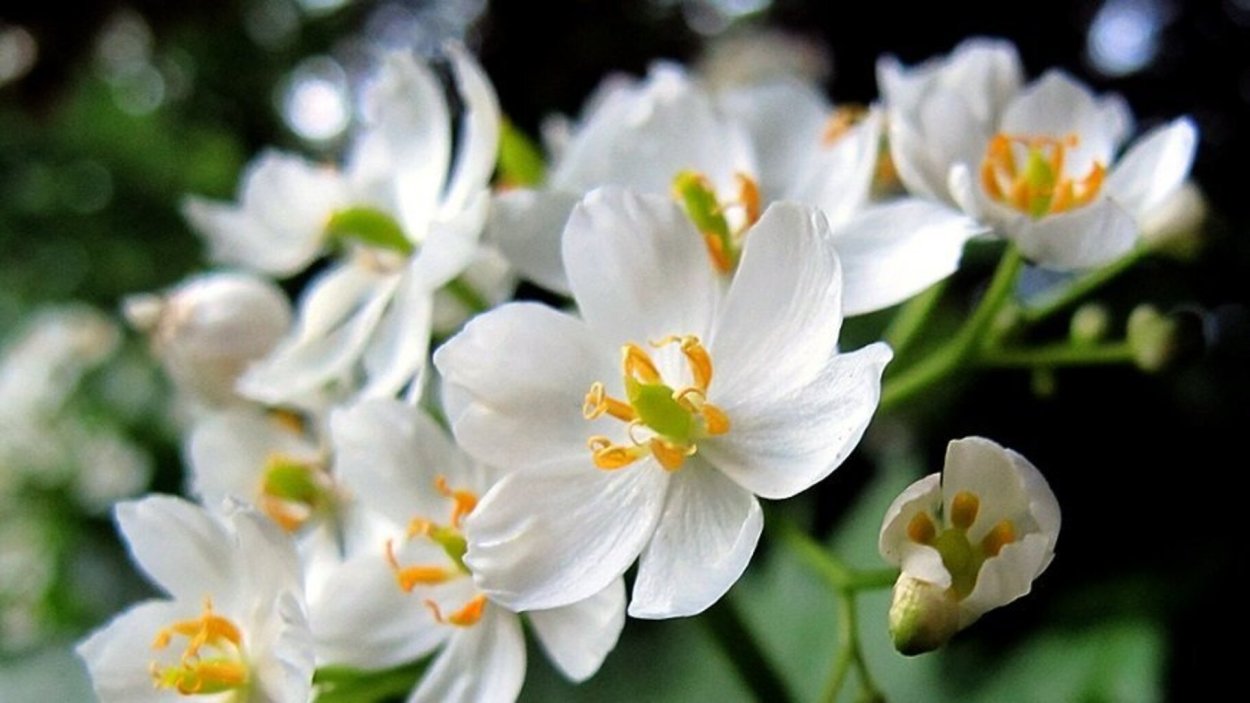 Двулистник (Skeleton Flower)