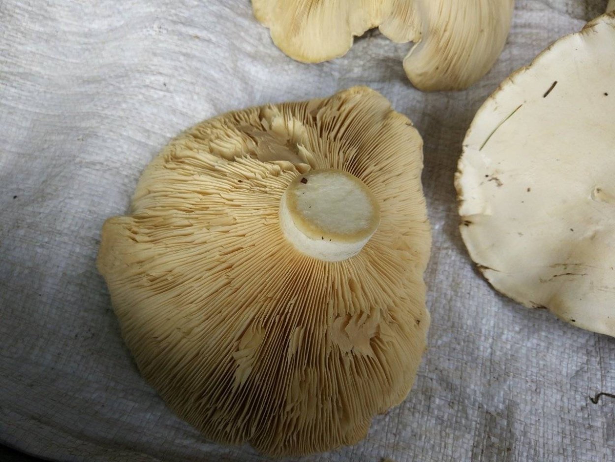 • Лейкопаксиллус лепистовидный гриб