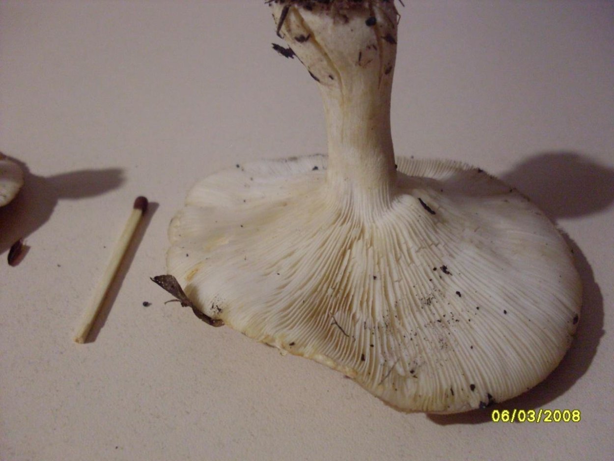 Leucopaxillus gentianeus