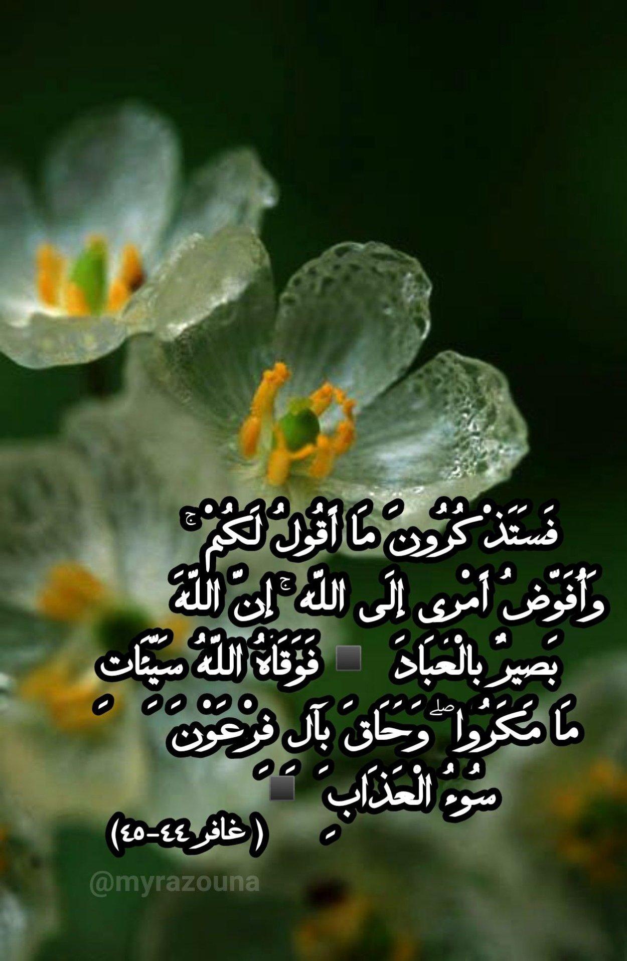 Цветок Двулистник Грея