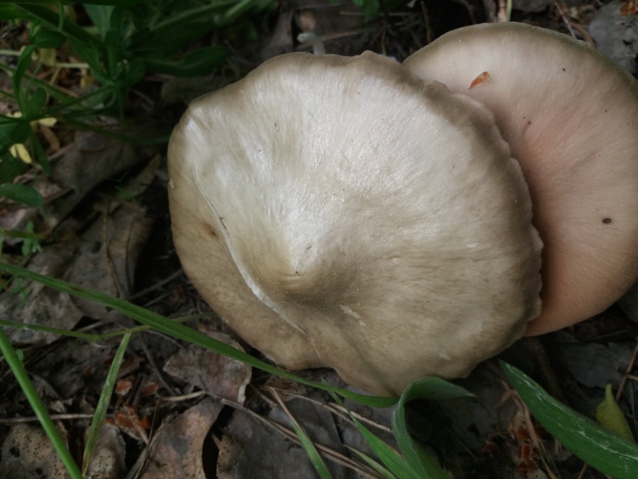 Энтолома Садовая Entoloma clypeatum