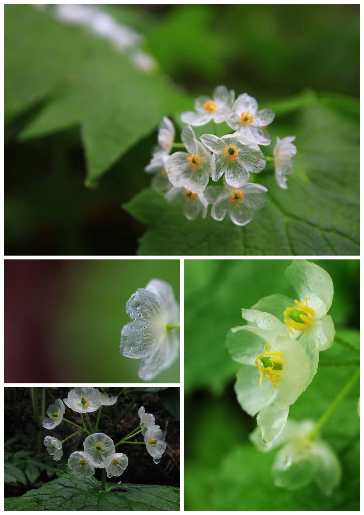 Двулистник (Skeleton Flower)
