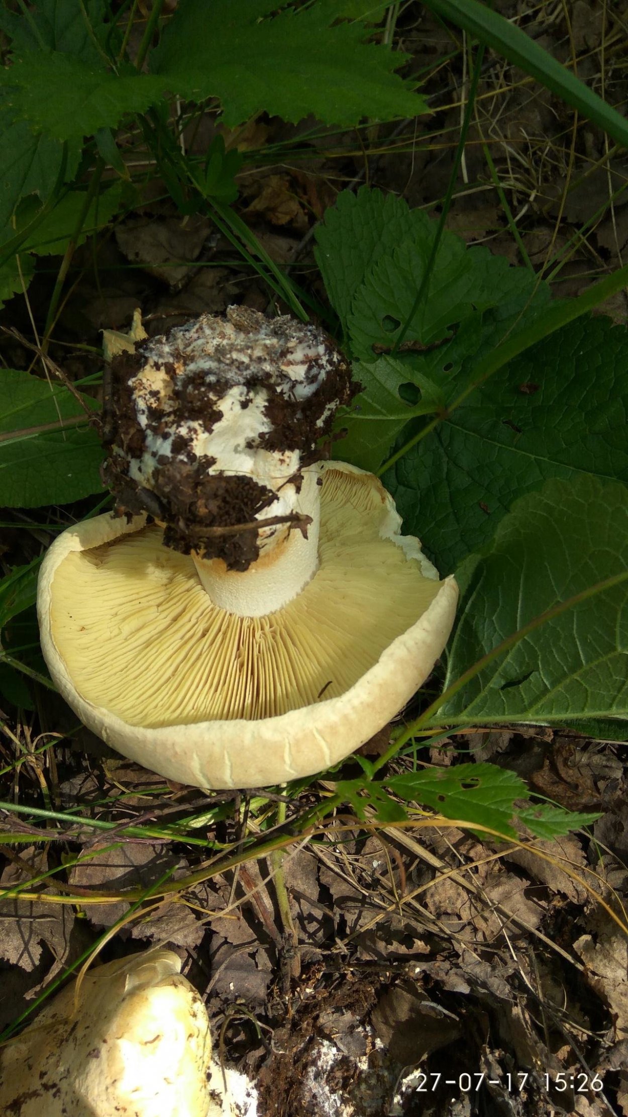 • Лейкопаксиллус лепистовидный гриб