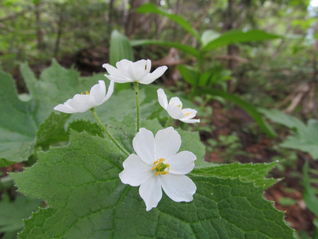 Двулистник Грея тату