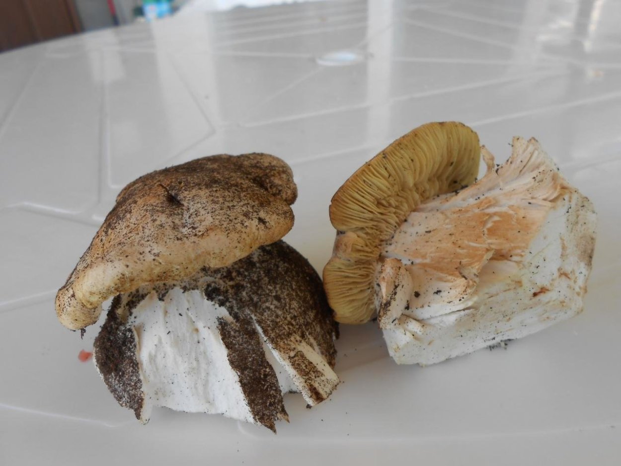 Пластинчатый гриб похожий на белый с толстой ножкой