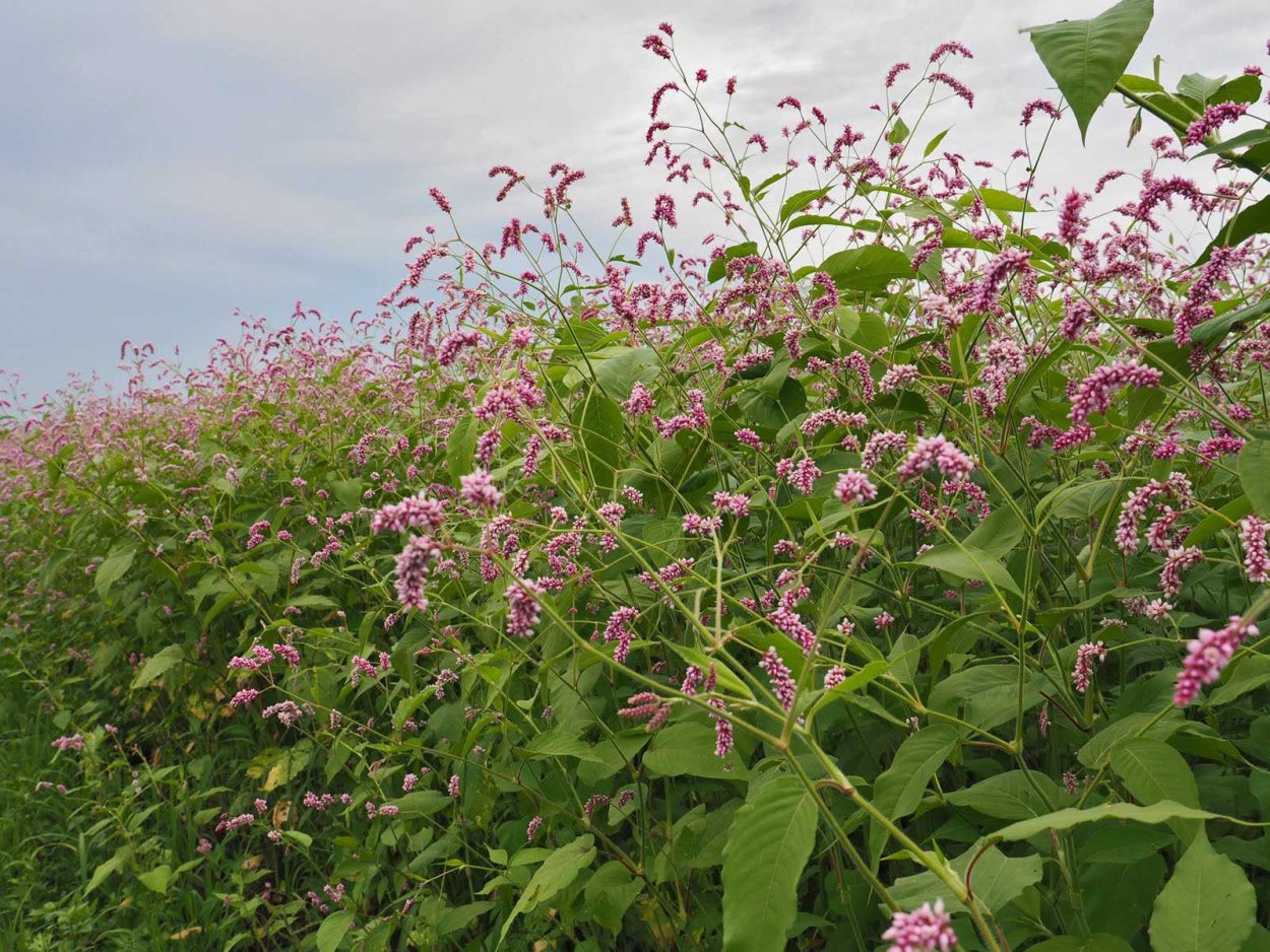 Горец родственный Darjeeling Red