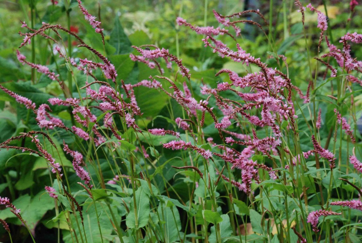 Горец цветок горы