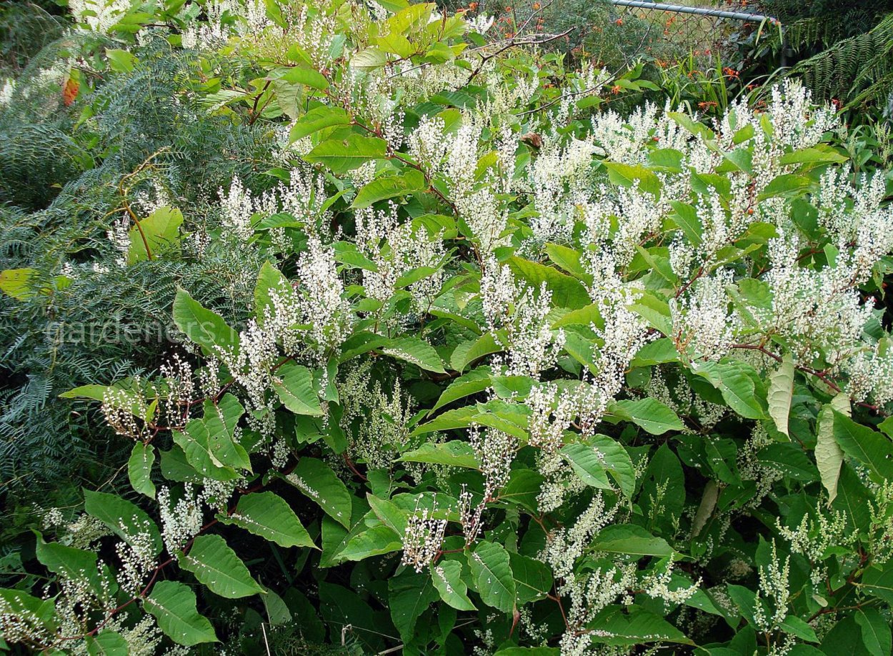 Горец Persicaria polymorpha
