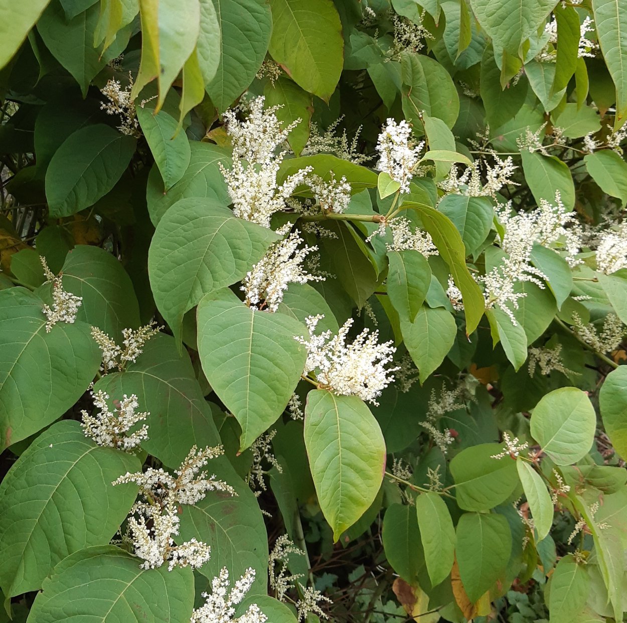 Persicaria amplexicaulis