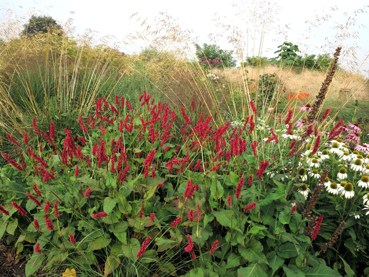 Растение Горец маньчжурский