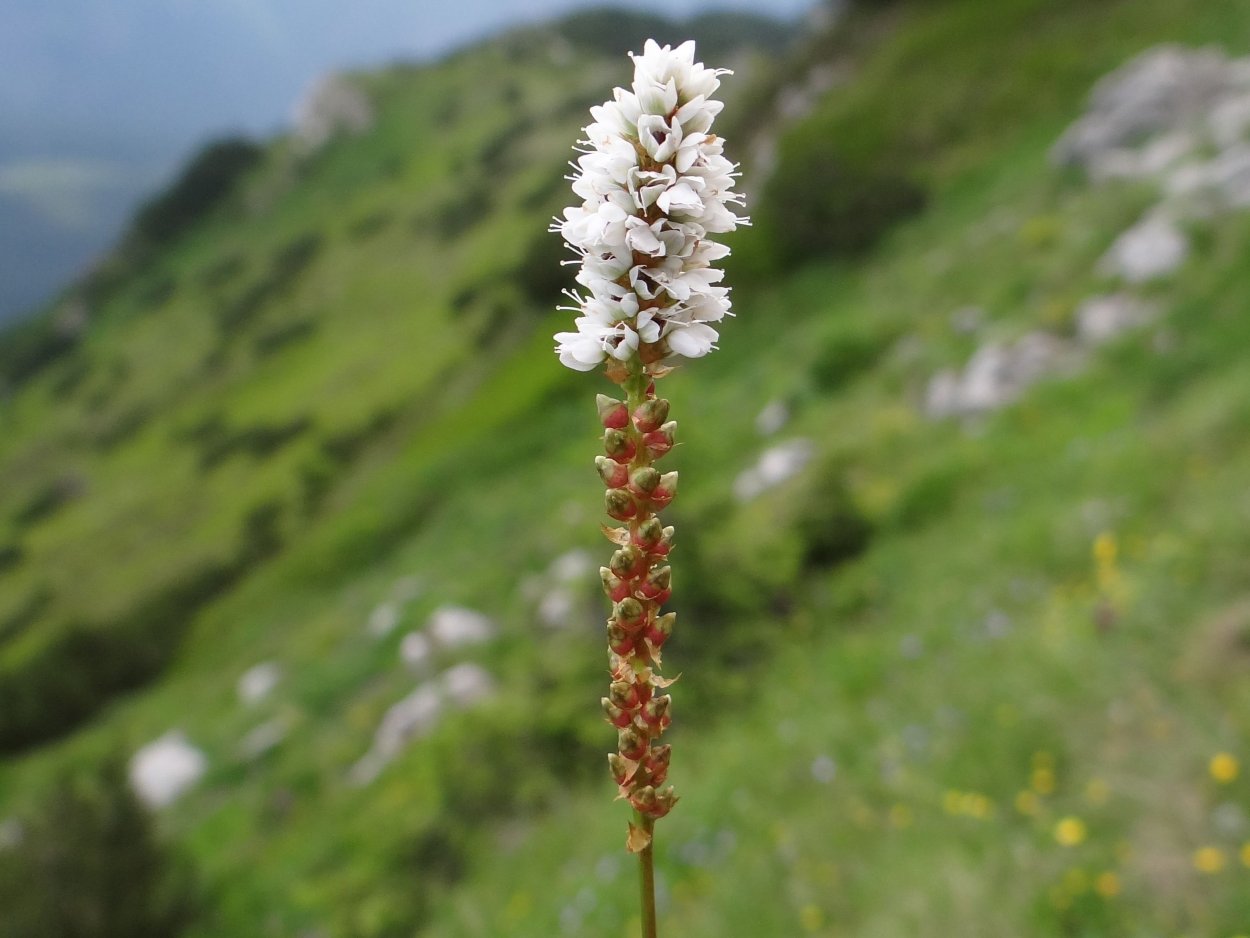 Polygonum amphibium – Горец Земноводный