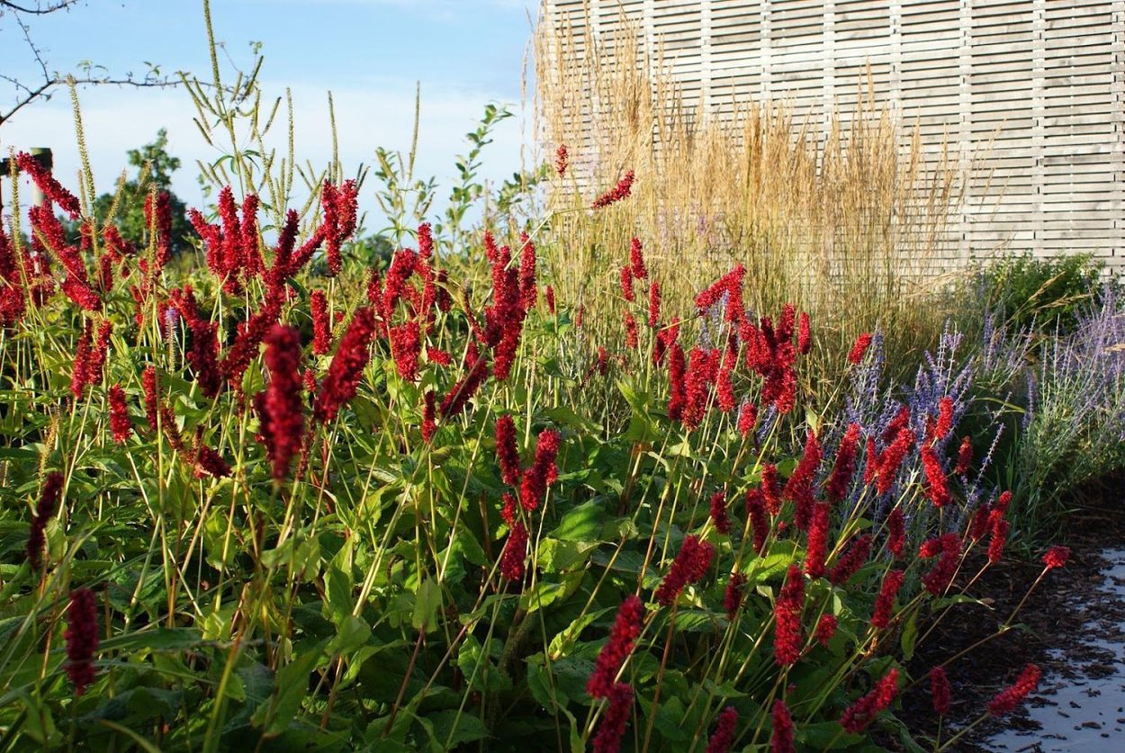 Горец свечевидный