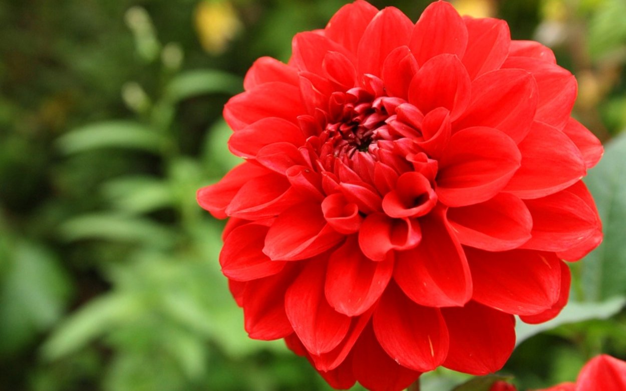 Георгина Далия красная