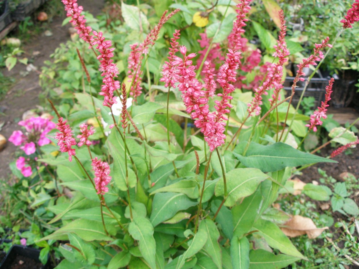 Горец родственный Суперба