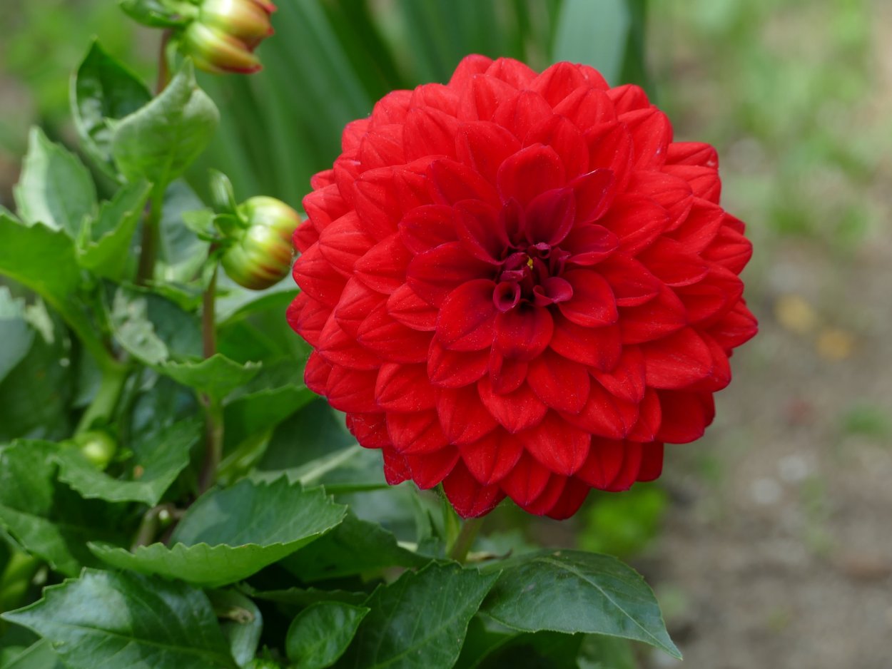 Георгин ред карпет