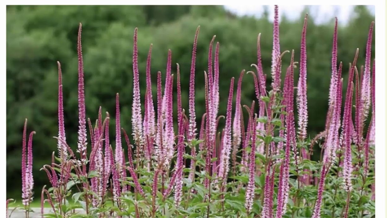 Сахалинская гречиха, Рейнутрия японская,