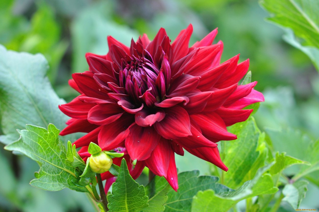 Бернинг лав георгин