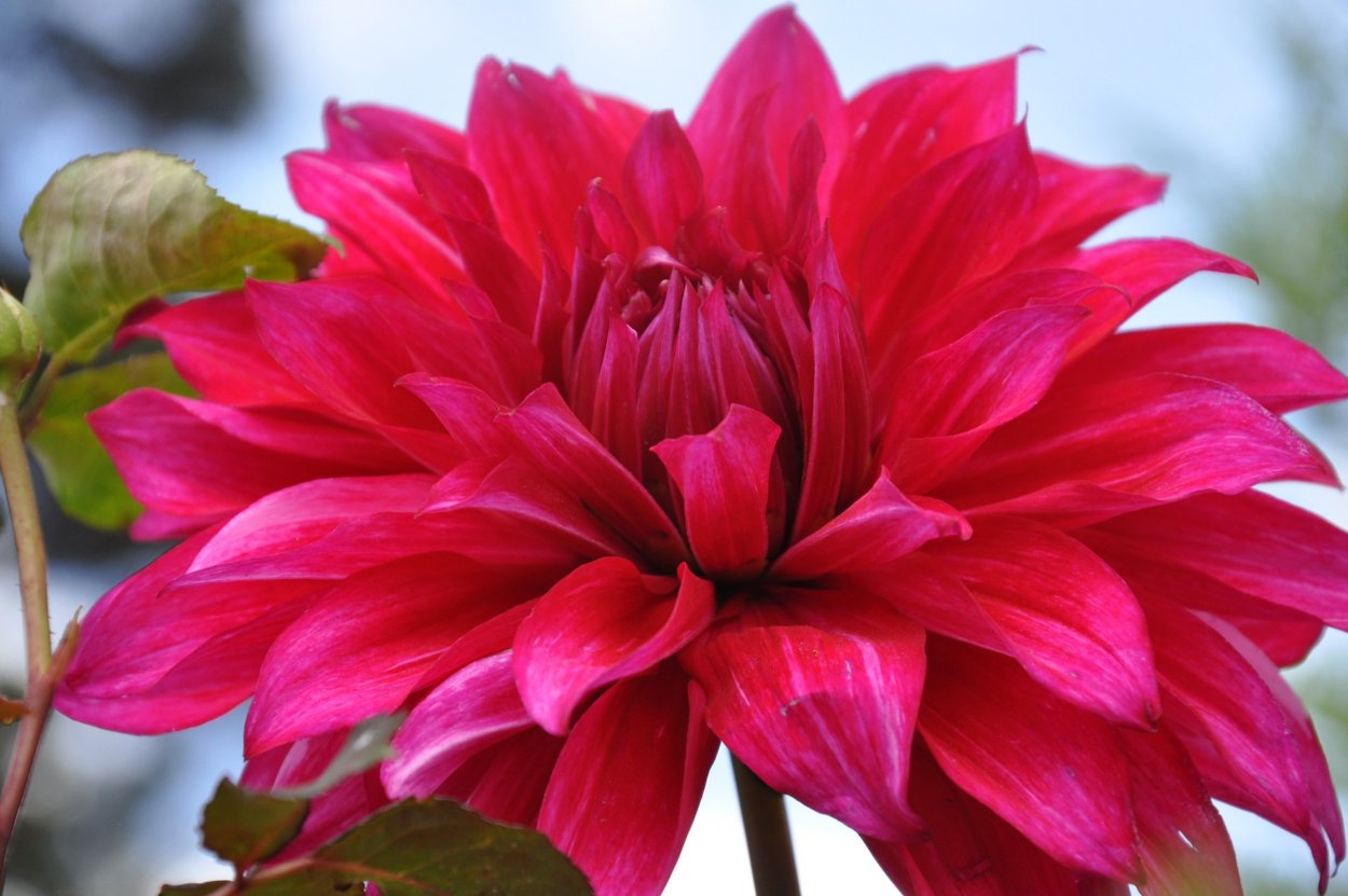 Малиновые георгины