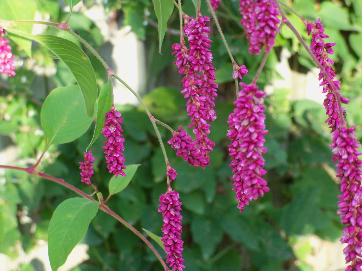 Горец родственный Дарджилин ред