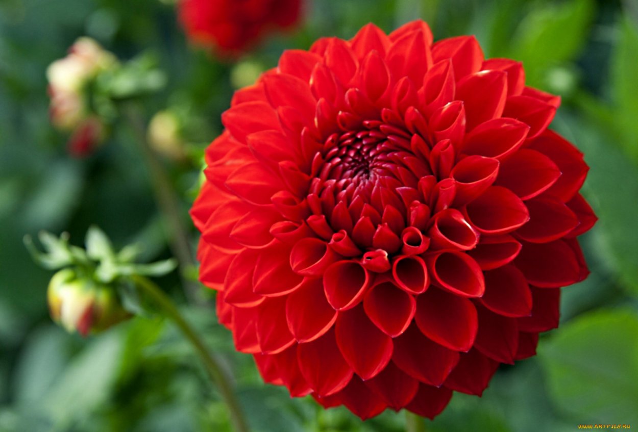 Георгин Далия красный