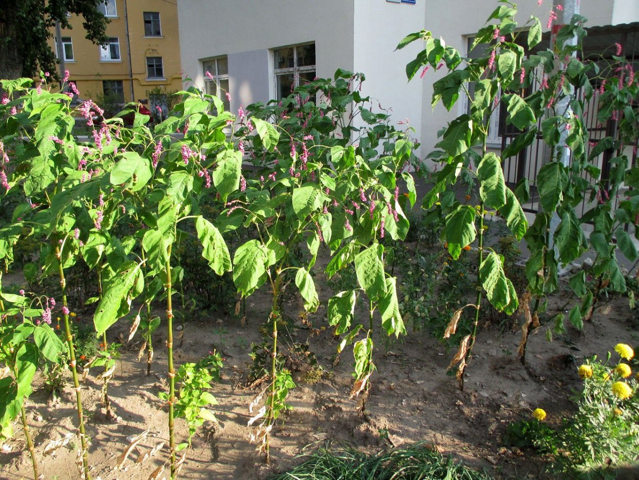 Рейнутрия Горец Сахалинский