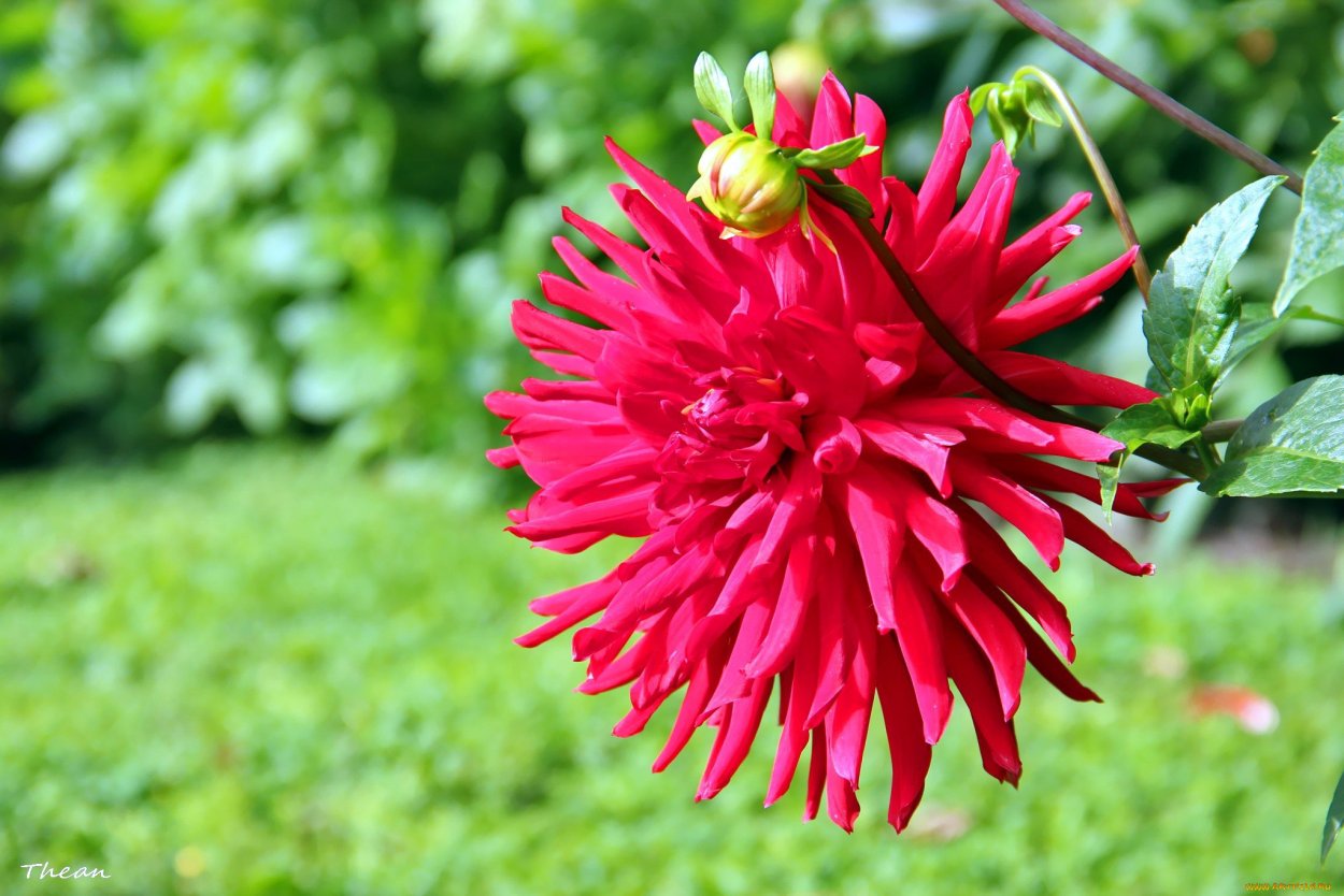 Георгин малиновый